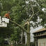 Denver Tree Service Projects