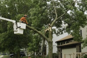 Denver Arborist Job