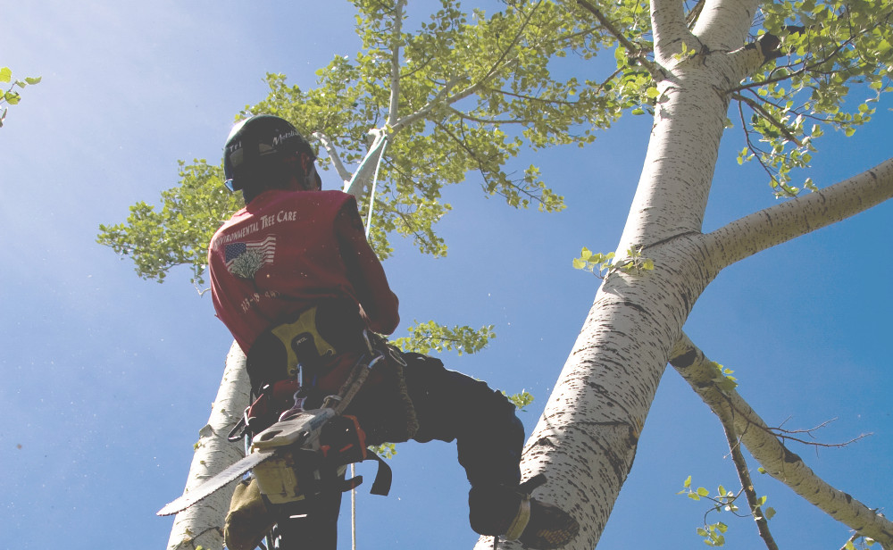 Denver Tree Services Climber