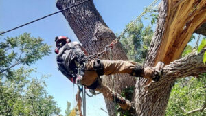 denver tree pruning