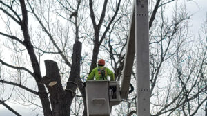 littleton tree removal
