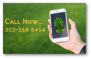 call Environmental Tree Care LLC