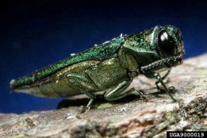 ash borer denver invasive species