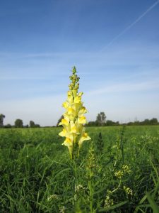 yellow toadflax denver invasive species