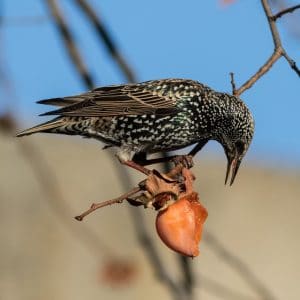 starling denver invasive species