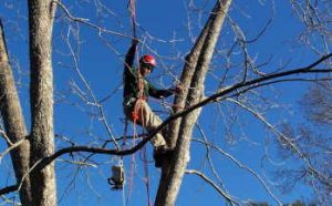 Tree Trimming and Pruning in Denver Co