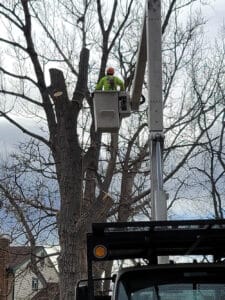 Denver Tree Removal 2021