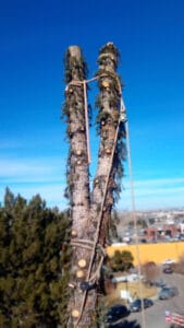 Denver Tree Removal 2021 02