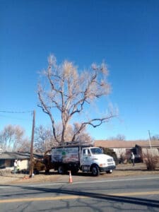 denver tree trimming 02 2021