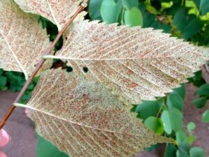 denver tree disease treatment