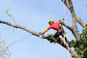 Littleton Tree Trimming Job