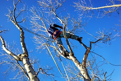 Denver Tree Pruning