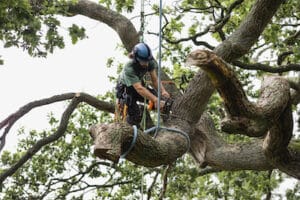 Denver Tree Care Job
