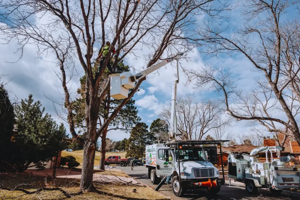 Field crew with Environmental Tree Care, completing tree removal in Denver Colorado