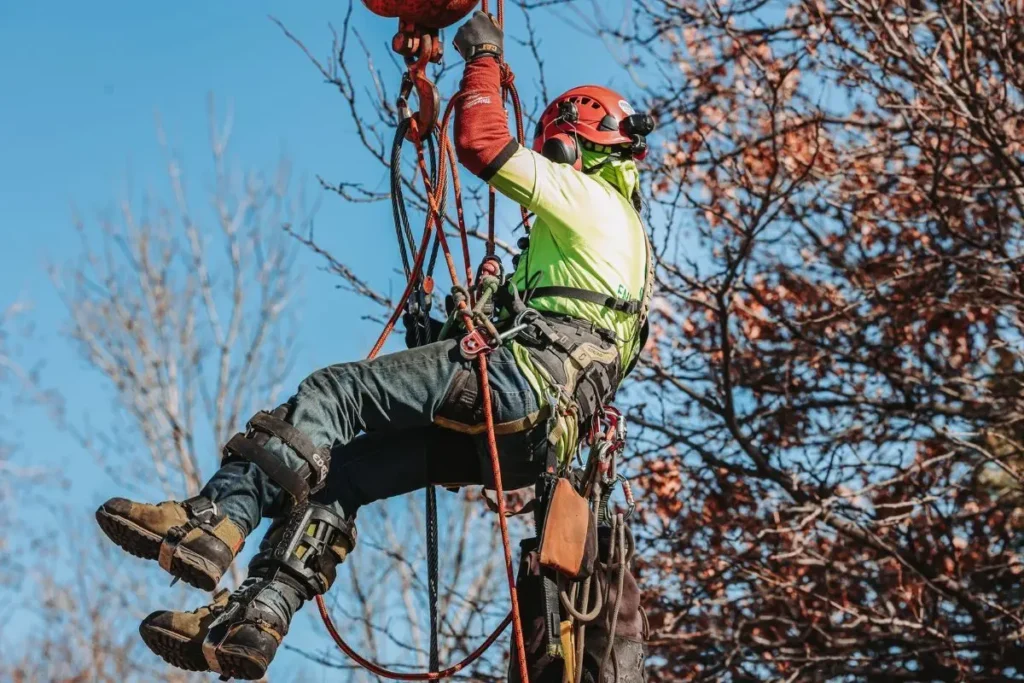 Crew member at Environmental Tree Care, completing a tree trimming project